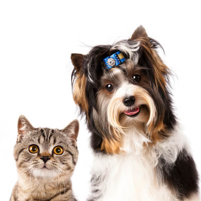 Welcoming Cat and Dog