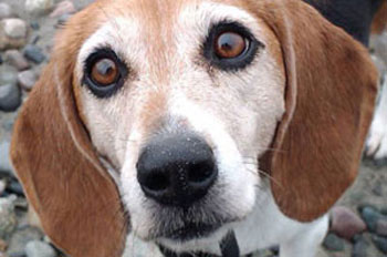 Wide Eyed Beagle